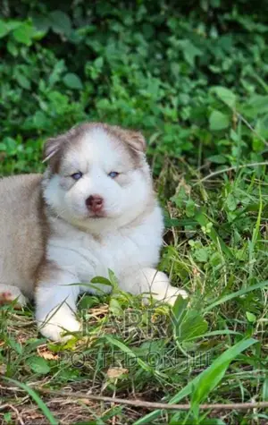 1-3 months Male Purebred Siberian Husky