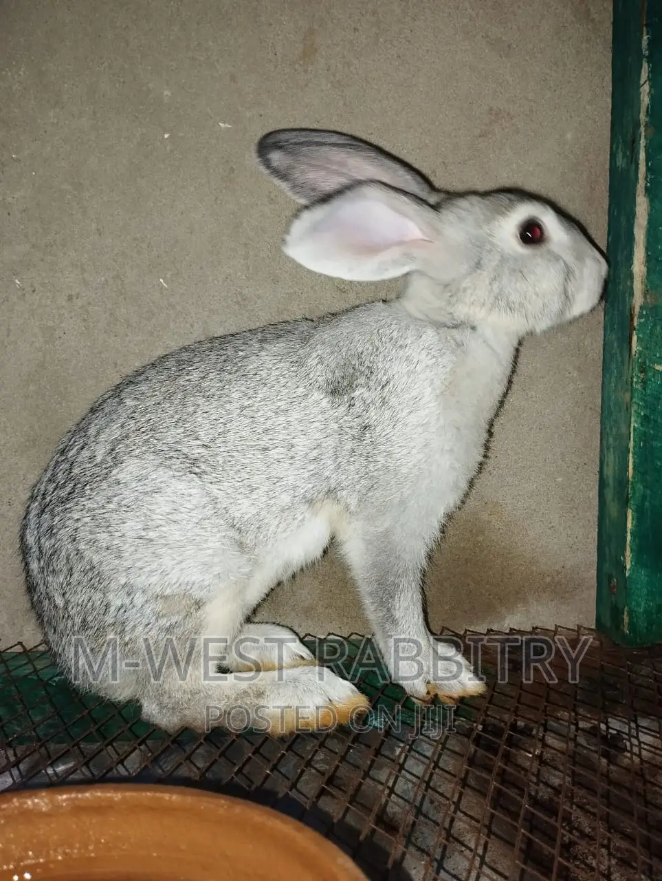 M-West Rabbitry