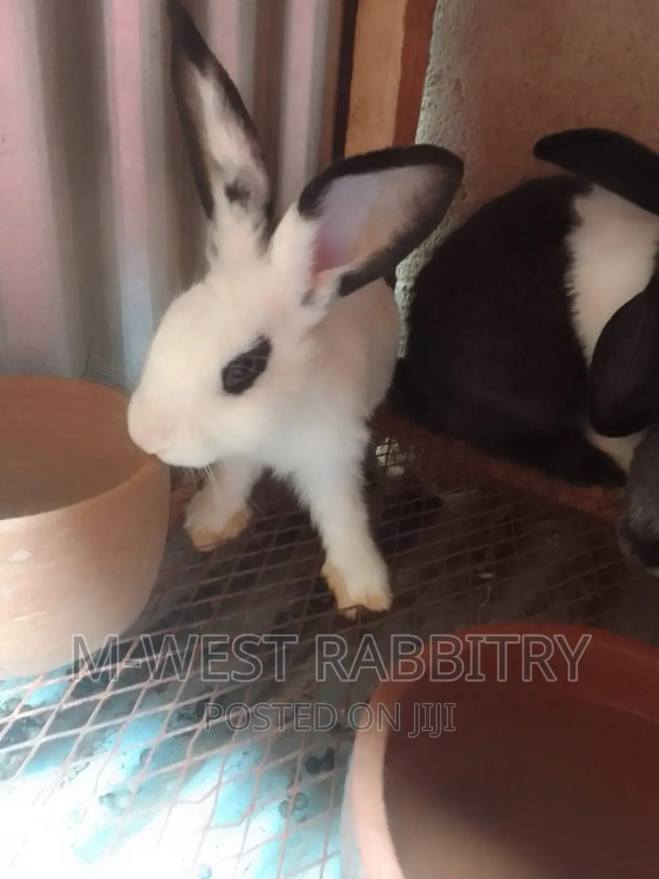 M-West Rabbitry