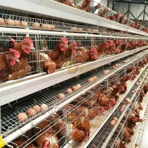 Automatic 128 Chicken Caged