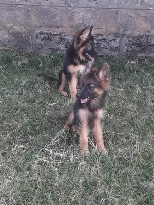 1-3 months Male Purebred German Shepherd