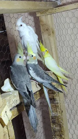 Mature Cockatiels