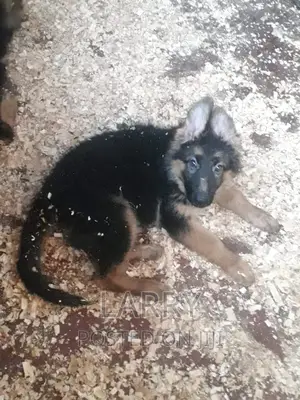 1-3 months Female Purebred German Shepherd
