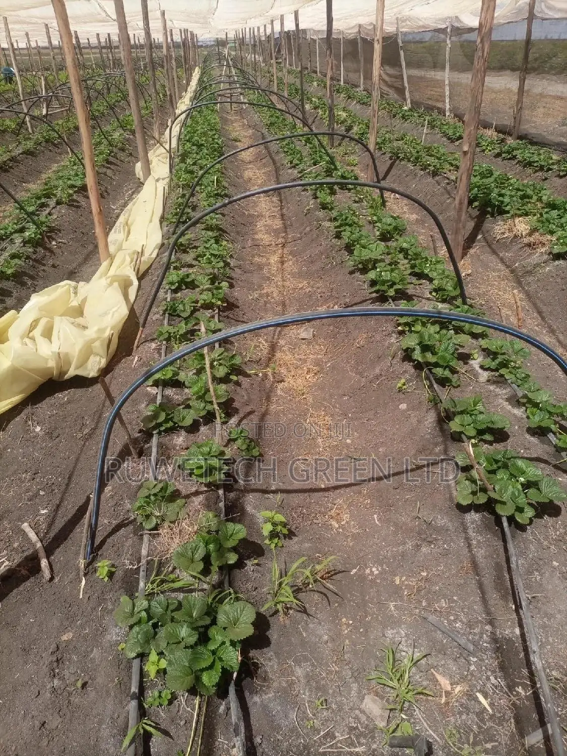 Giant Strawberries Seedlings