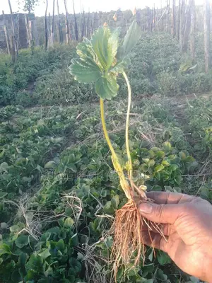 Offer! Strawberries Runners Seedlings