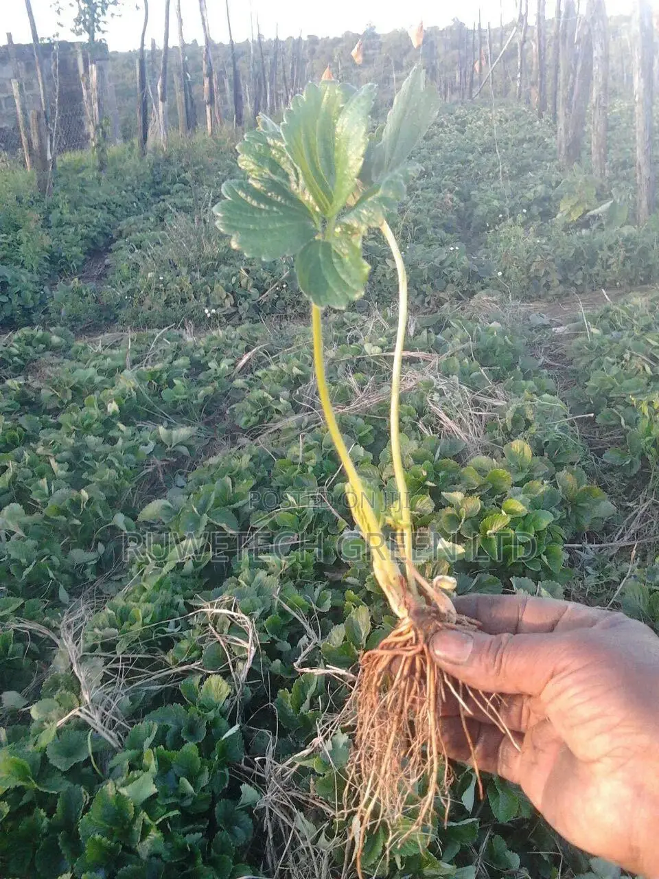 Offer! Strawberries Runners Seedlings