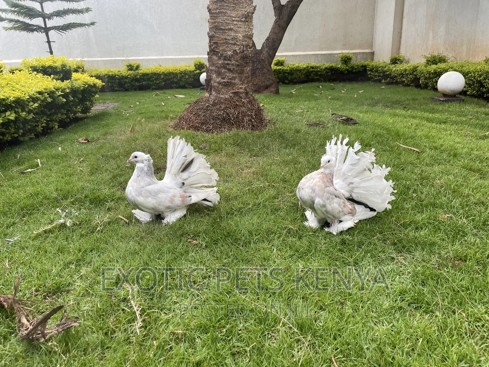Top Quality Indian Fantails