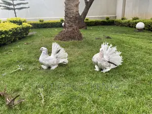 Top Quality Indian Fantails