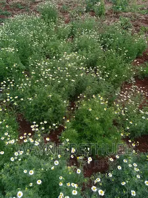 Chamomile Seedlings