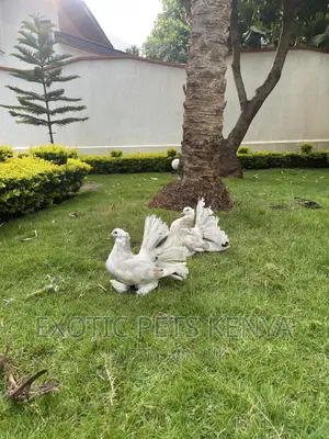 Top Quality Indian Fantails