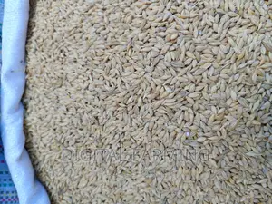 Barley Seeds