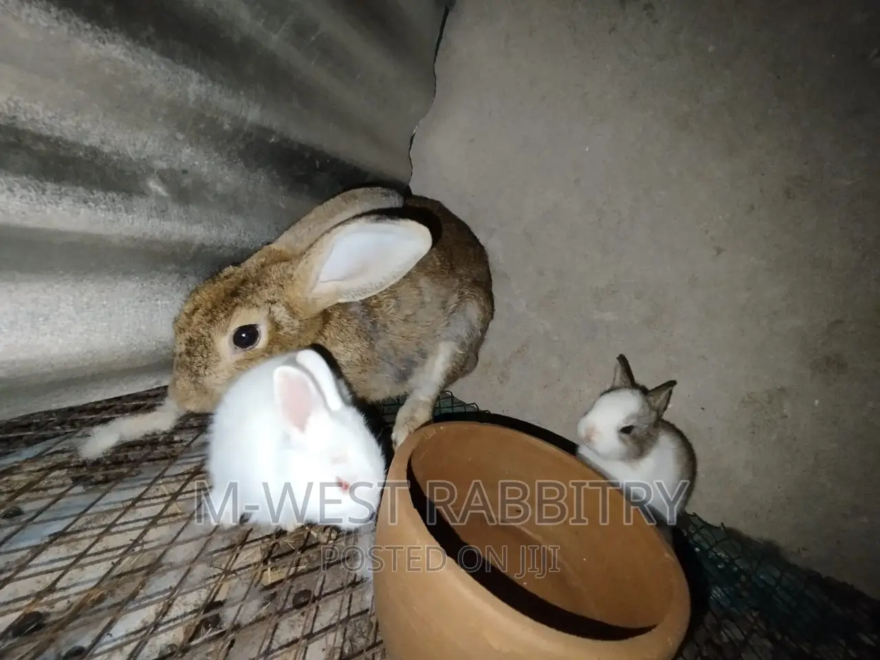M-West Rabbitry