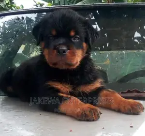 1-3 months Male Purebred Rottweiler