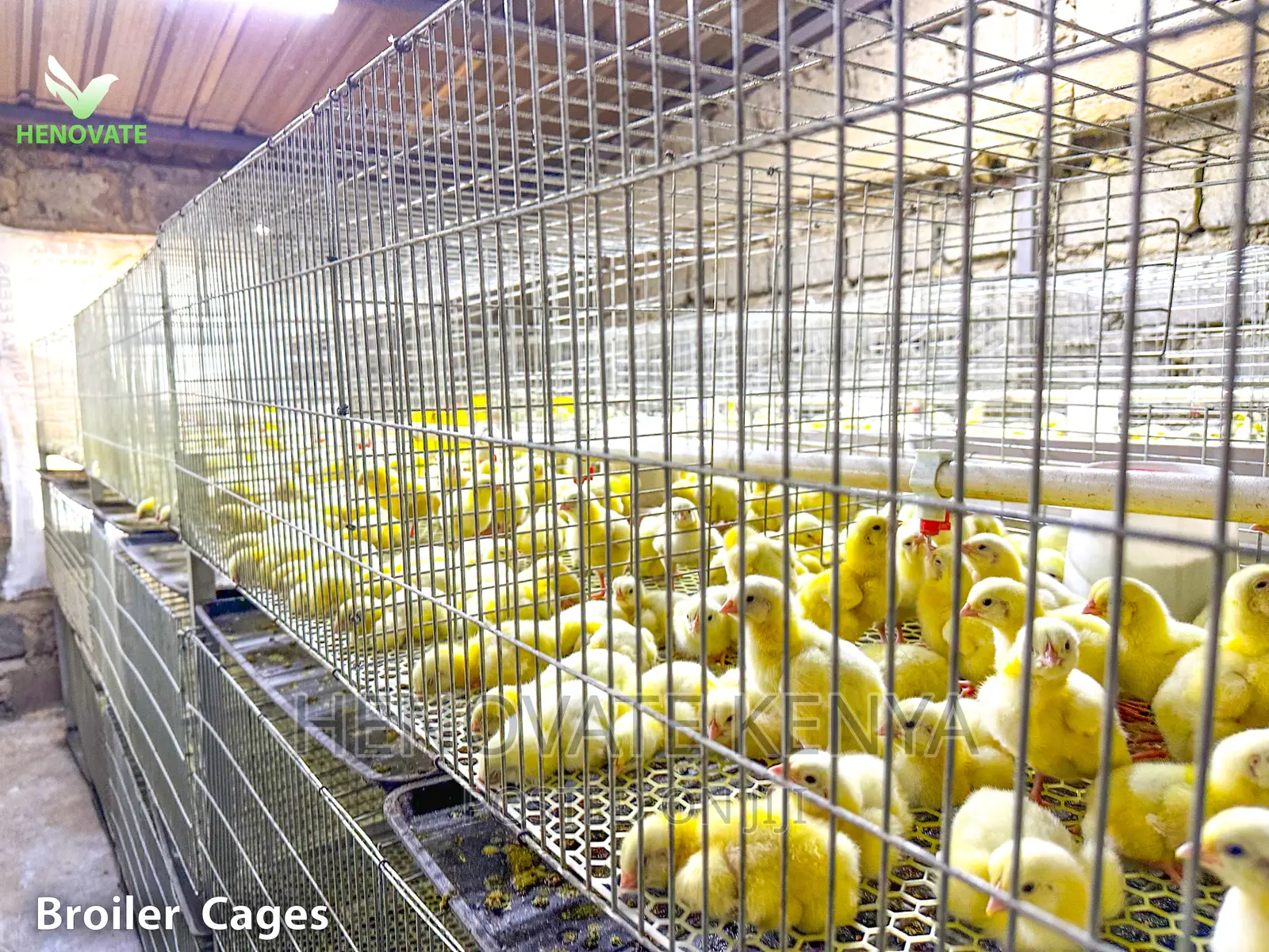 Broiler Cage