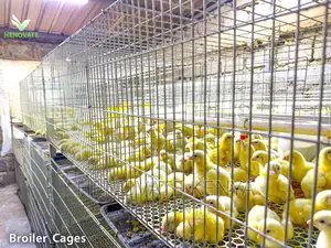Broiler Cage
