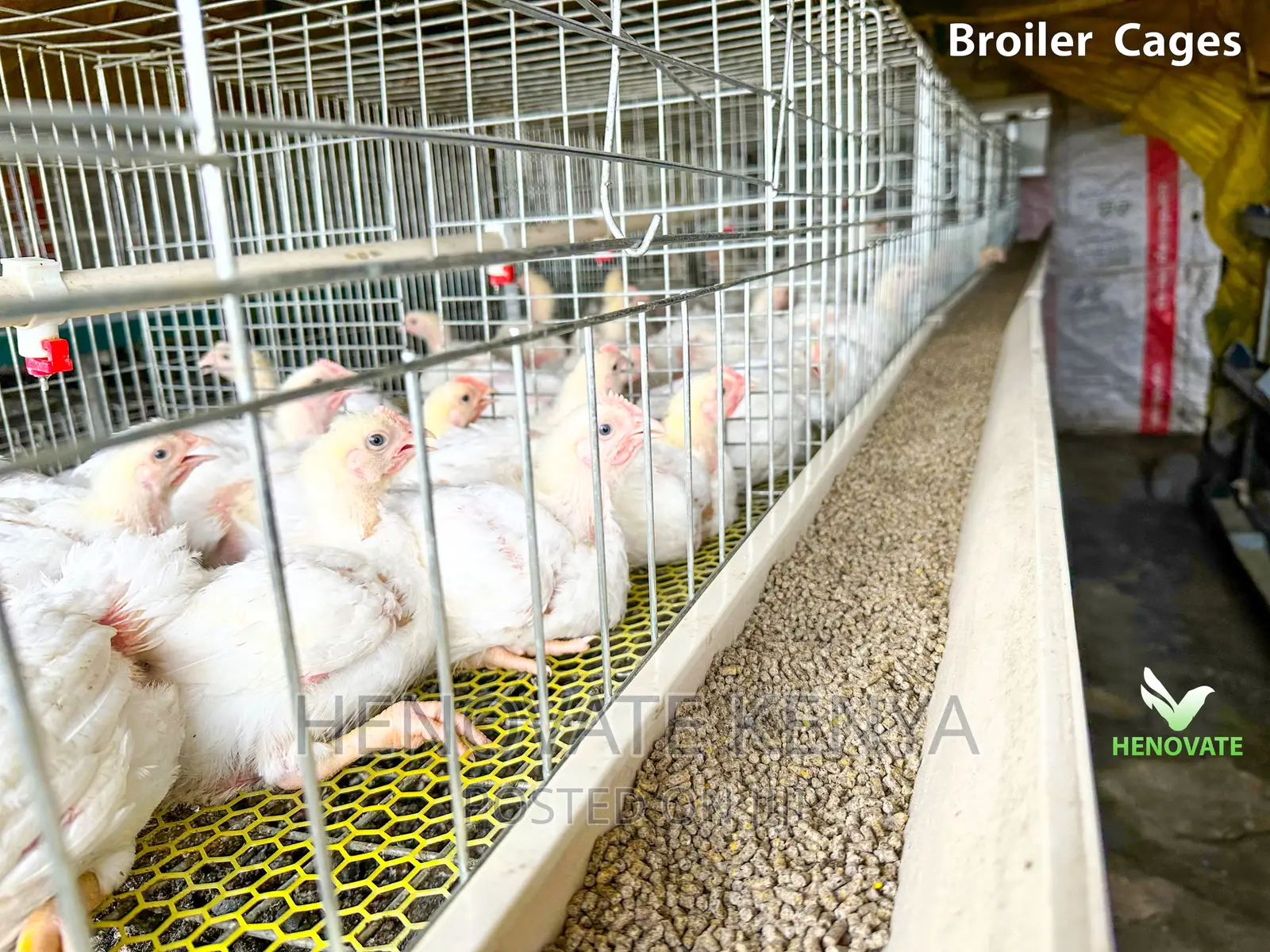 Broiler Cage