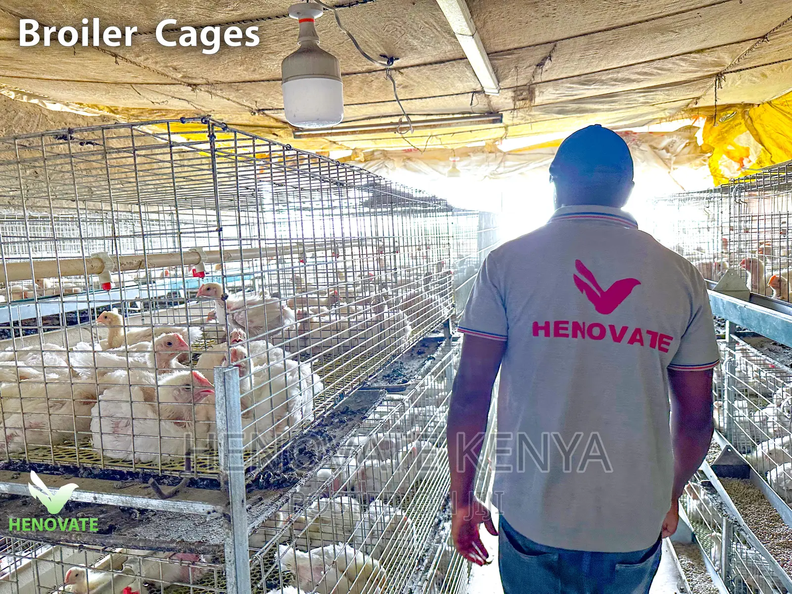 Broiler Cage