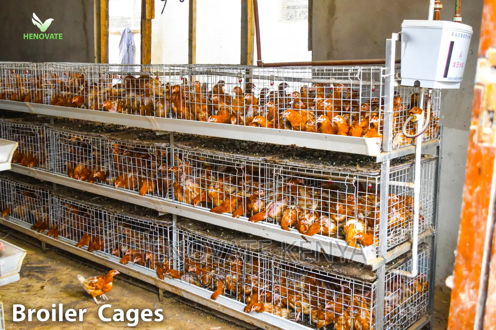 Broiler Cage