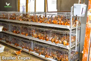 Broiler Cage