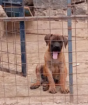 1-3 months Male Purebred Boerboel
