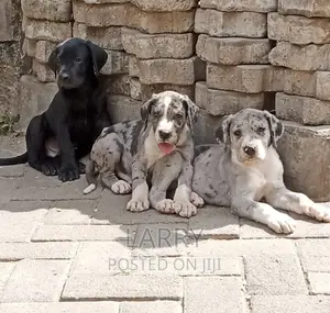 1-3 months Male Purebred Great Dane
