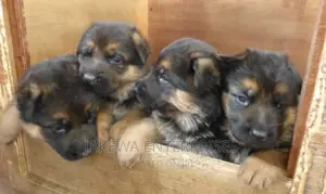 1-3 months Male Purebred German Shepherd
