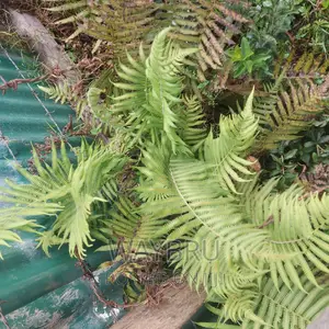 Natural Fern for Sale