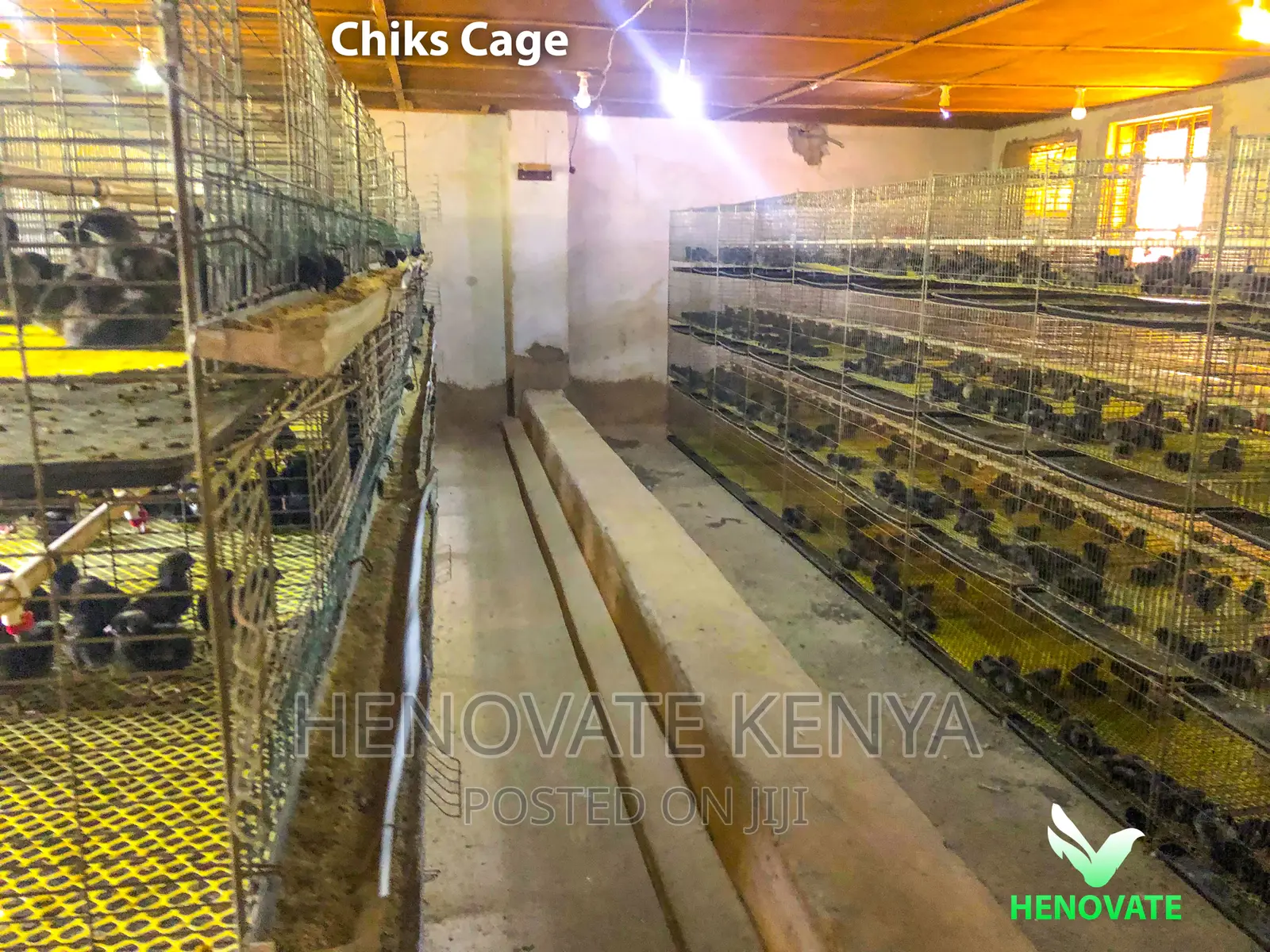Chicken Cage