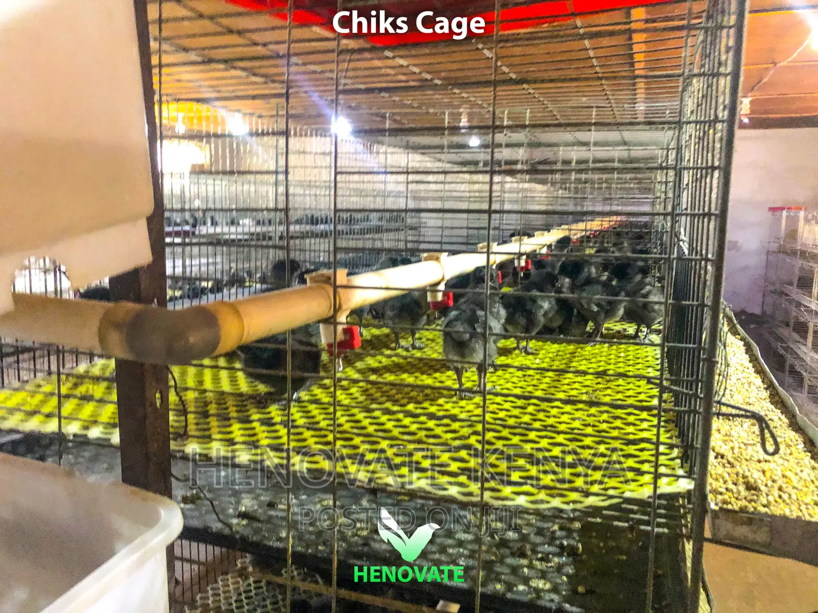 Chicken Cage