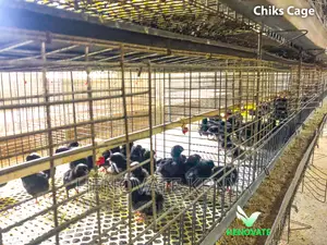 Chicken Cage