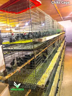 Chicken Cage