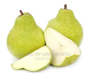 Green Anjou Pear Seedlings. Moq 5.