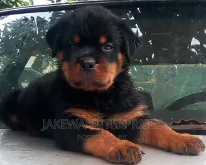 1-3 months Male Purebred Rottweiler