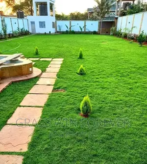 Arabic Grass Pemba Green Zibabwe Capet Grass Is Available