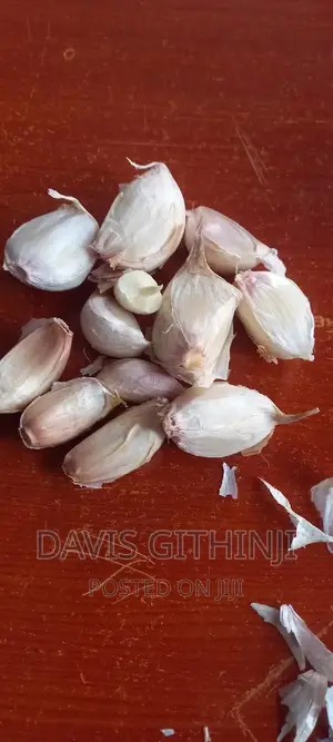 Garlic Seedlings