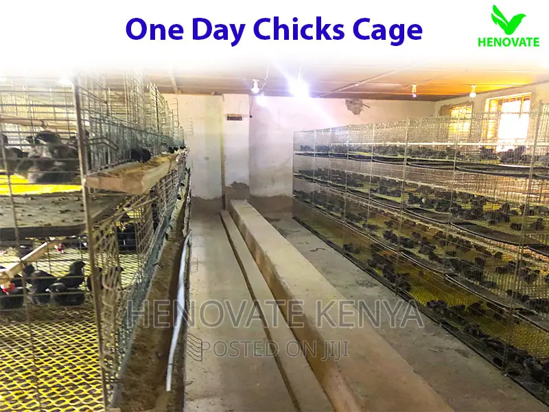 Chicks Cage for One Day