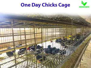 Chicks Cage for One Day