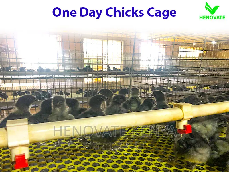Chicks Cage for One Day