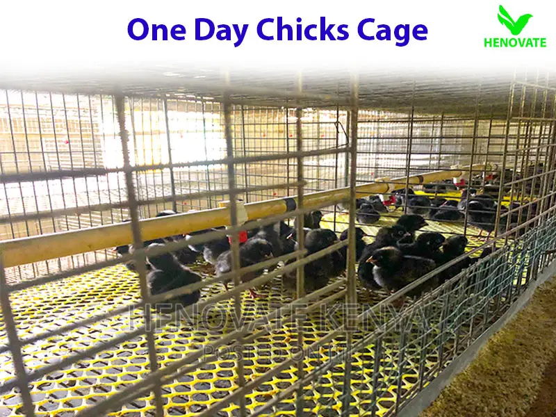 Chicks Cage for One Day