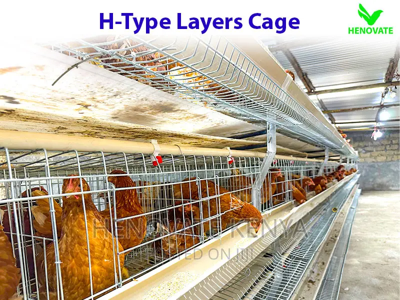 High Quality H Type Layer Cage