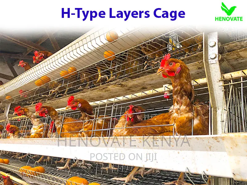 High Quality H Type Layer Cage