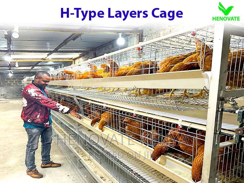 High Quality H Type Layer Cage
