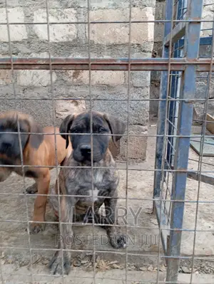 1-3 months Male Purebred Boerboel