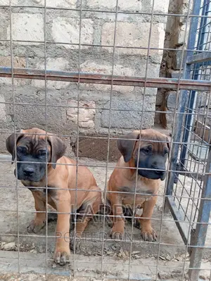 1-3 months Male Purebred Boerboel