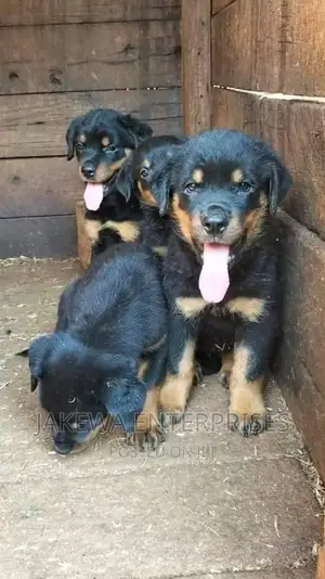 1-3 months Male Purebred Rottweiler