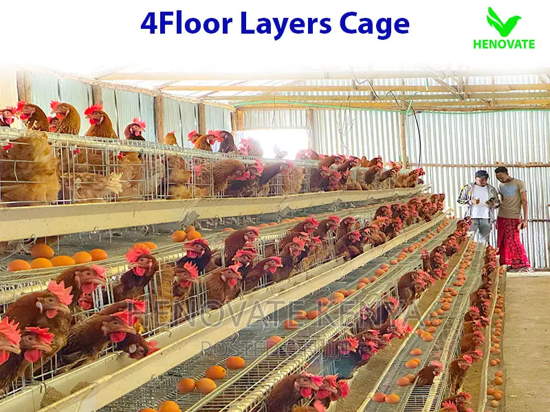 128 Birds Layers Cage