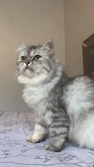 6-12 months Female Purebred Persian