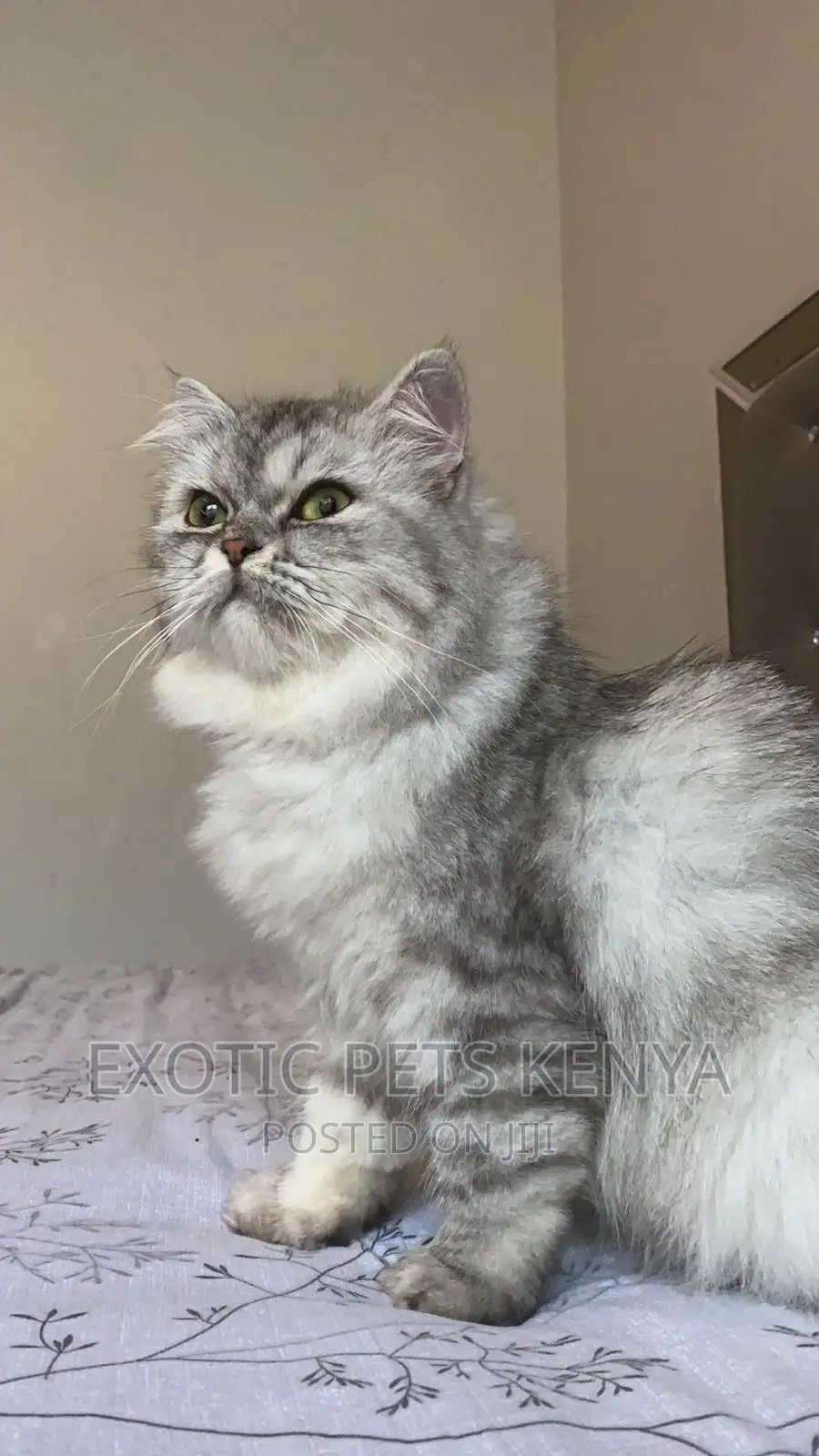 6-12 months Female Purebred Persian
