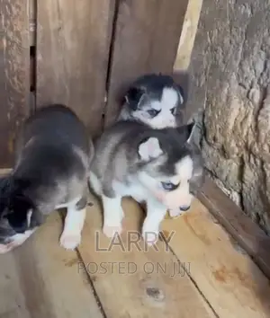 1-3 months Male Purebred Siberian Husky
