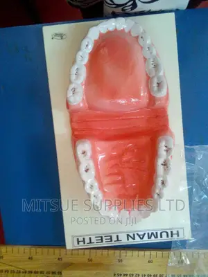 Human Model Teeth on Board for Laboratory